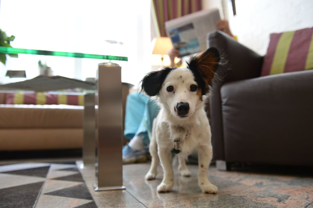 Фото Fruehlings Hotel