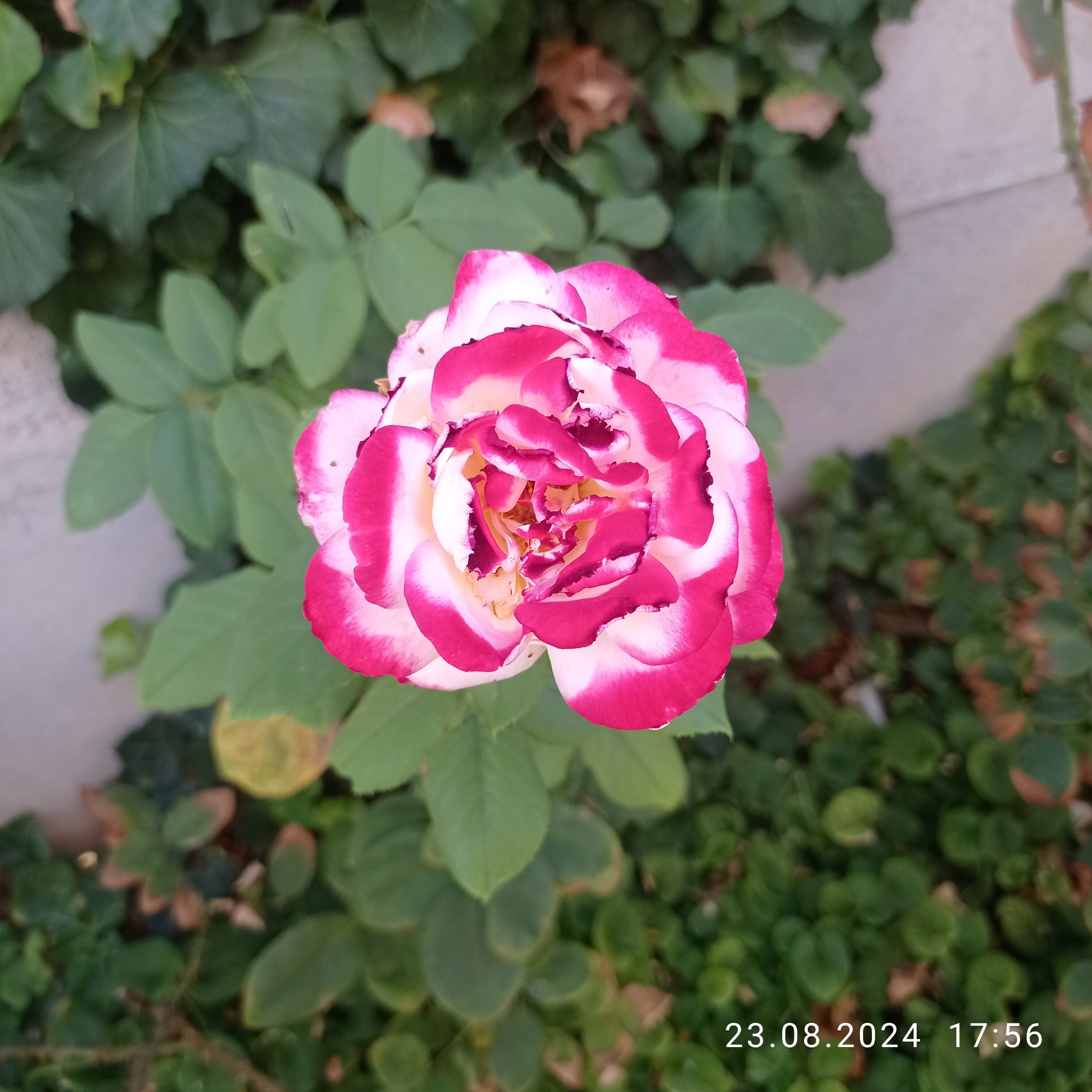 Фото РомПоль