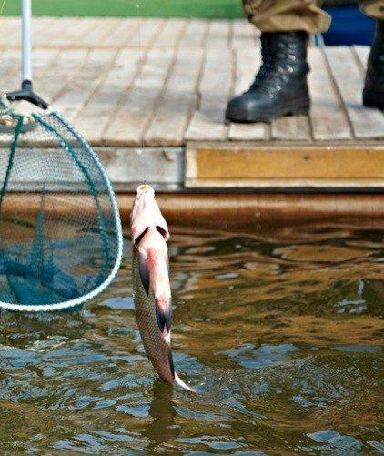 Фото Золотая рыбка