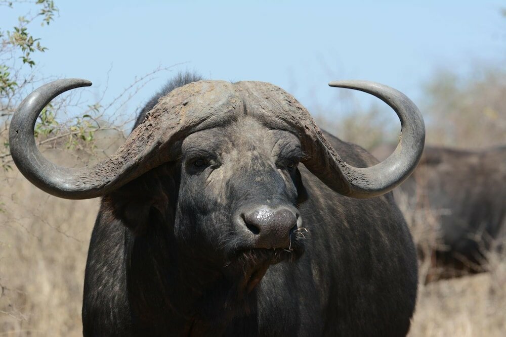 Фото Bona Ngwenya Lodge