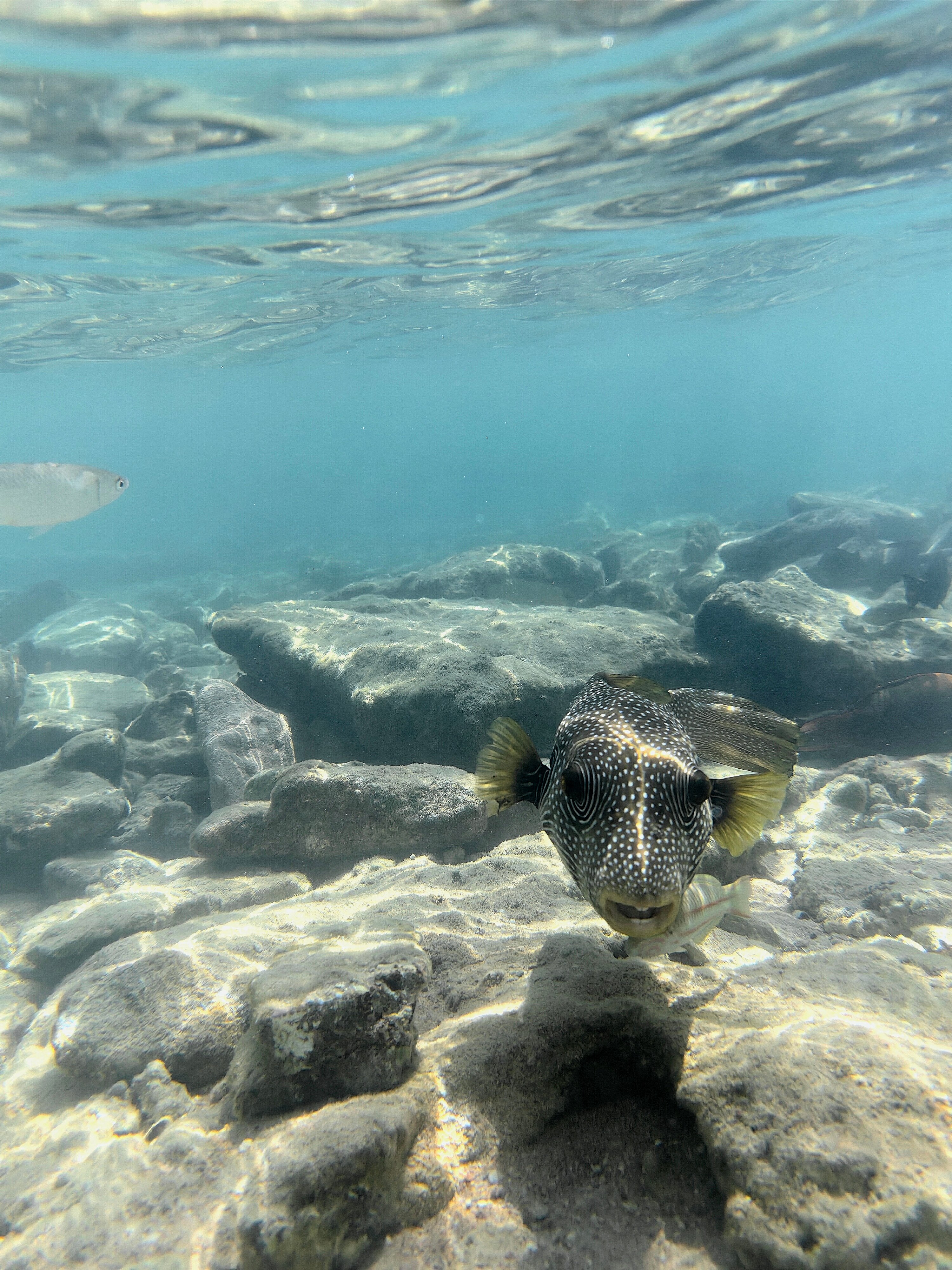 Фото Domina Coral Bay Resort, Diving, SPA & Casino