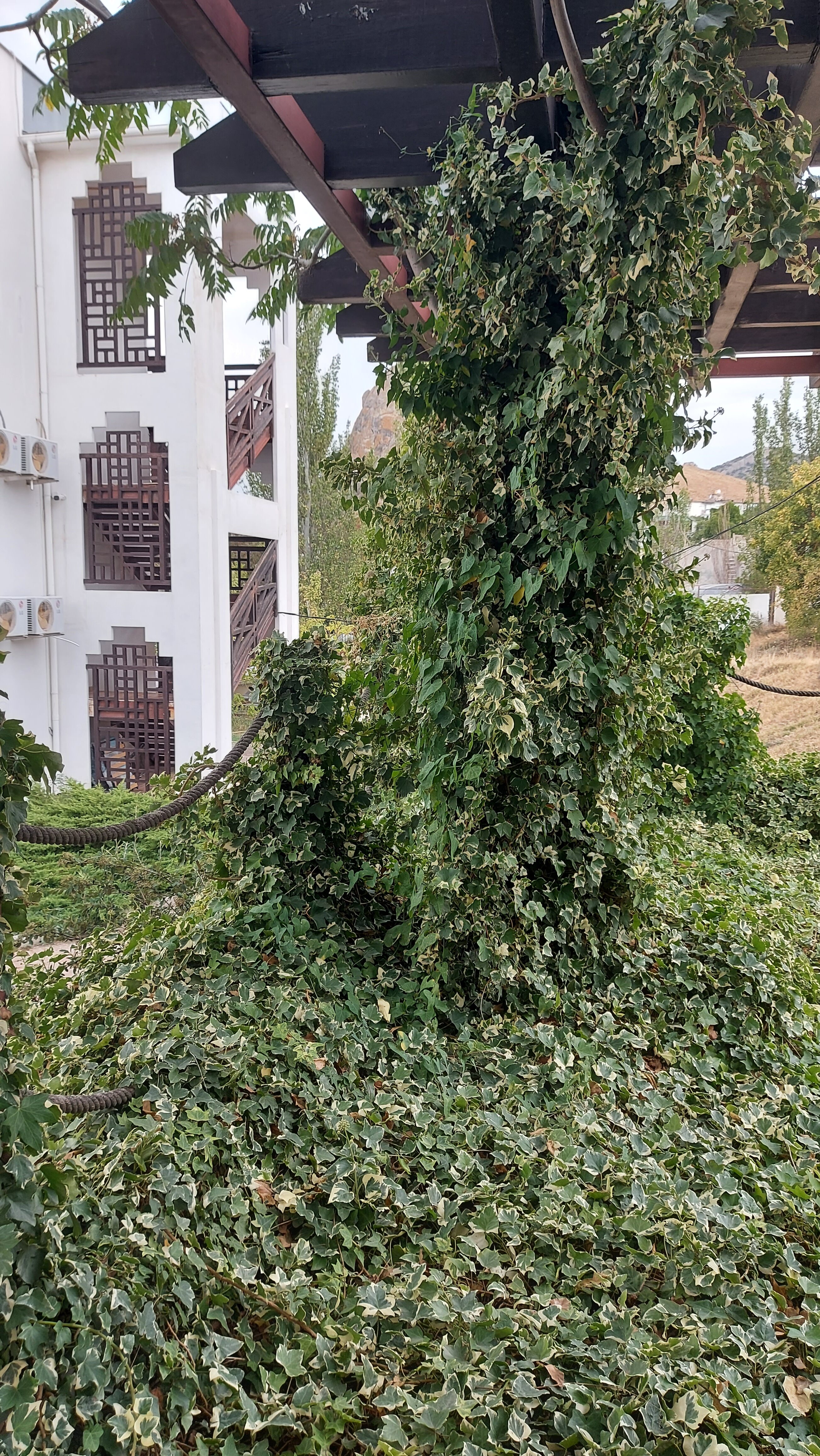 Фото Аль-Тумур