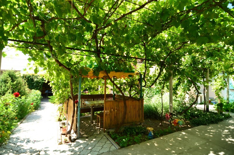 Фото Ласточка