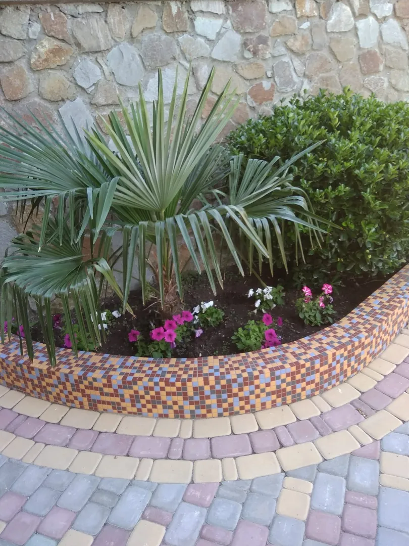 Фото Дельфин