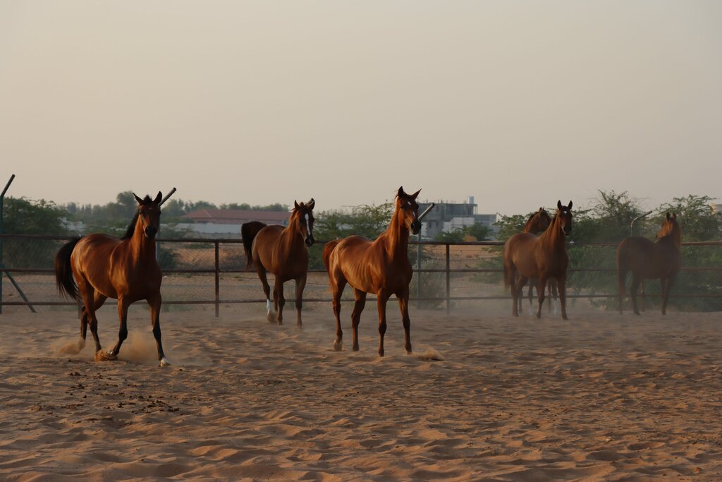 Horse riding Mh Stable, Ajman, photo