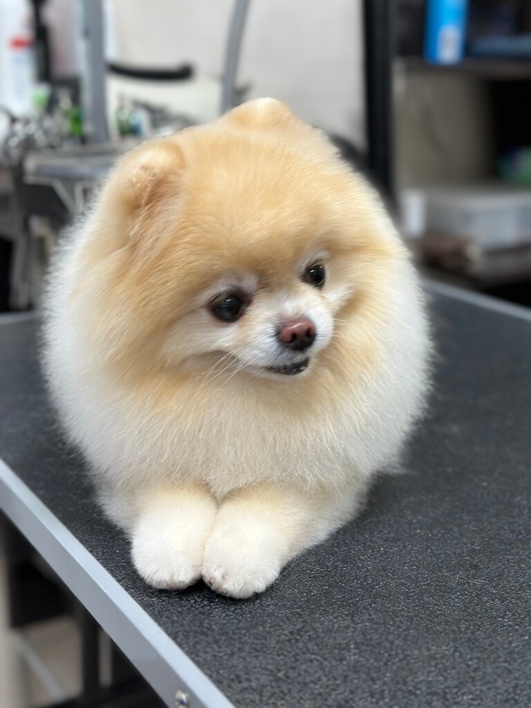 Pet salon Zoosalonlapusiki, Mytischi, photo