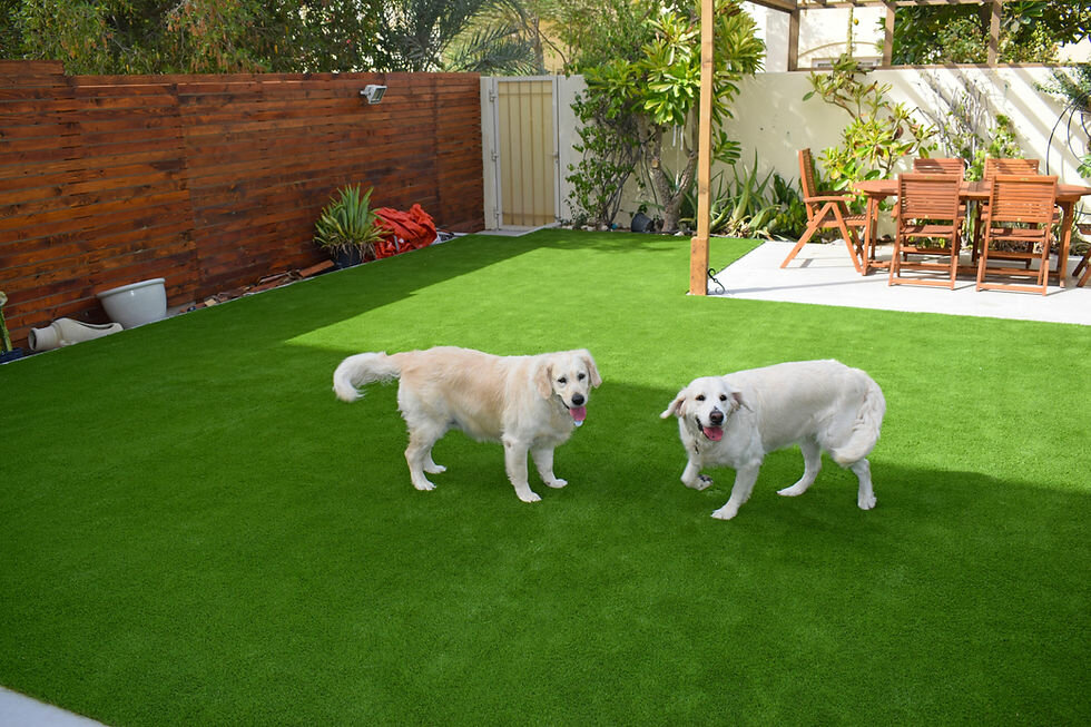 Landscape design Maze Grass, Dubai, photo
