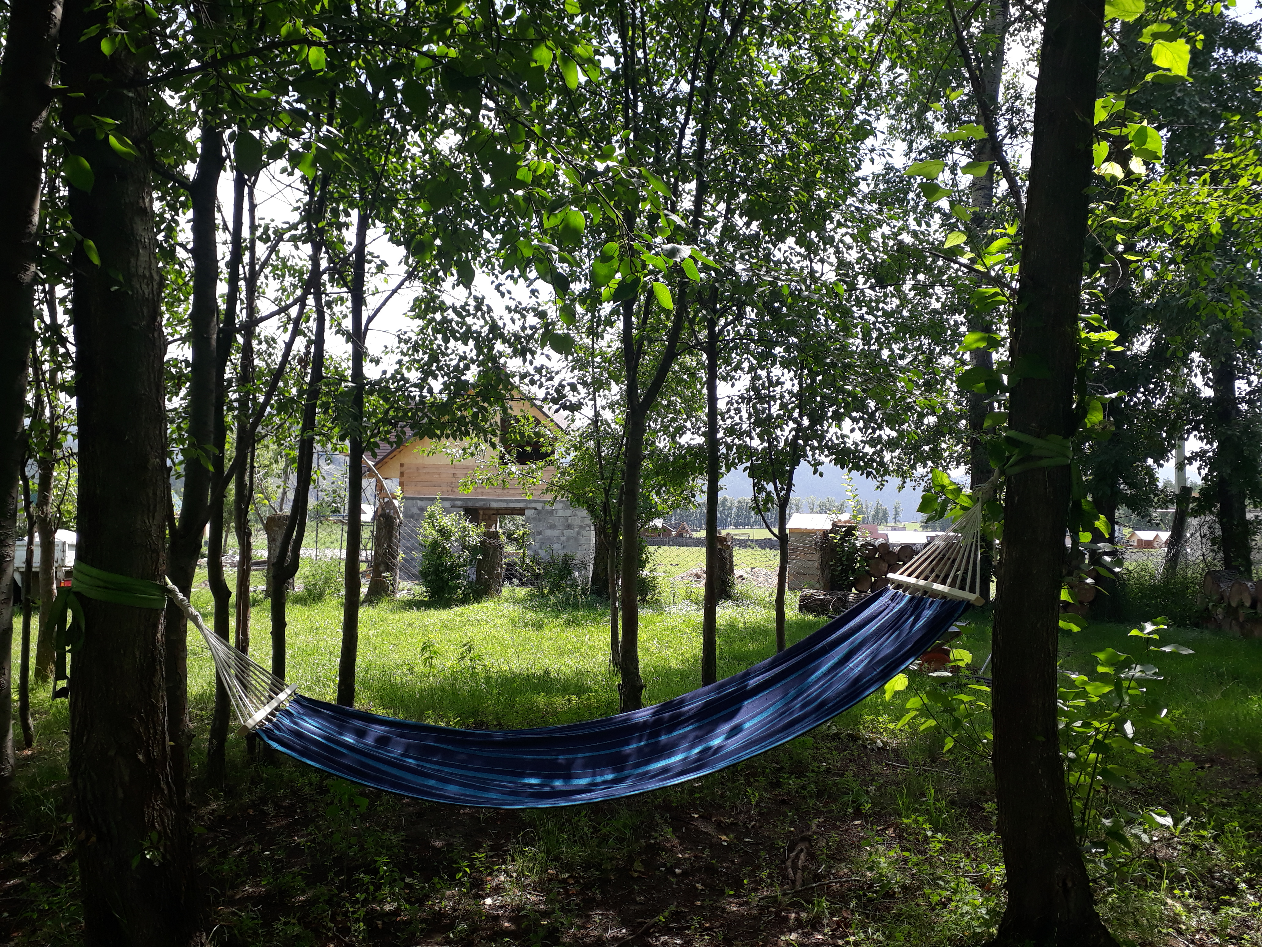 Фото Золотой медведь