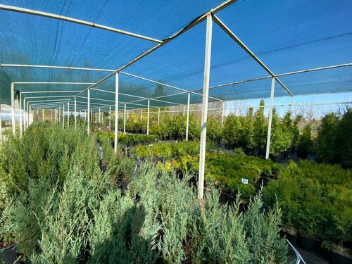 ООО «Питомник Декоративных растений Буньково»: контакты и режим работы