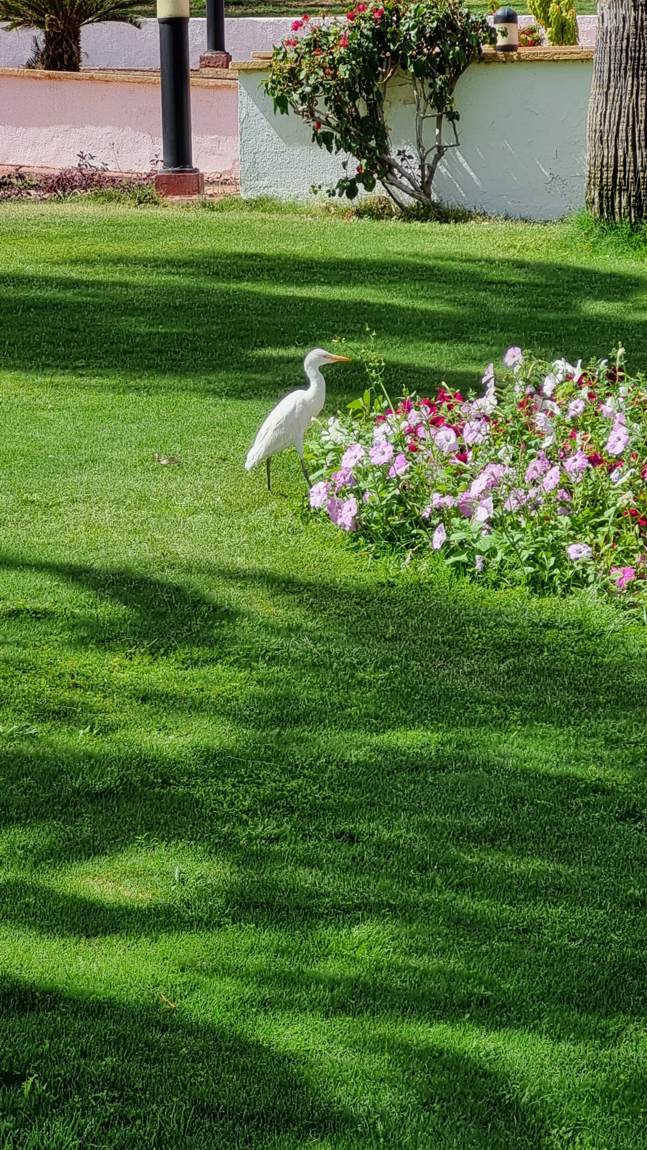 Фото Jaz Sharm Dreams