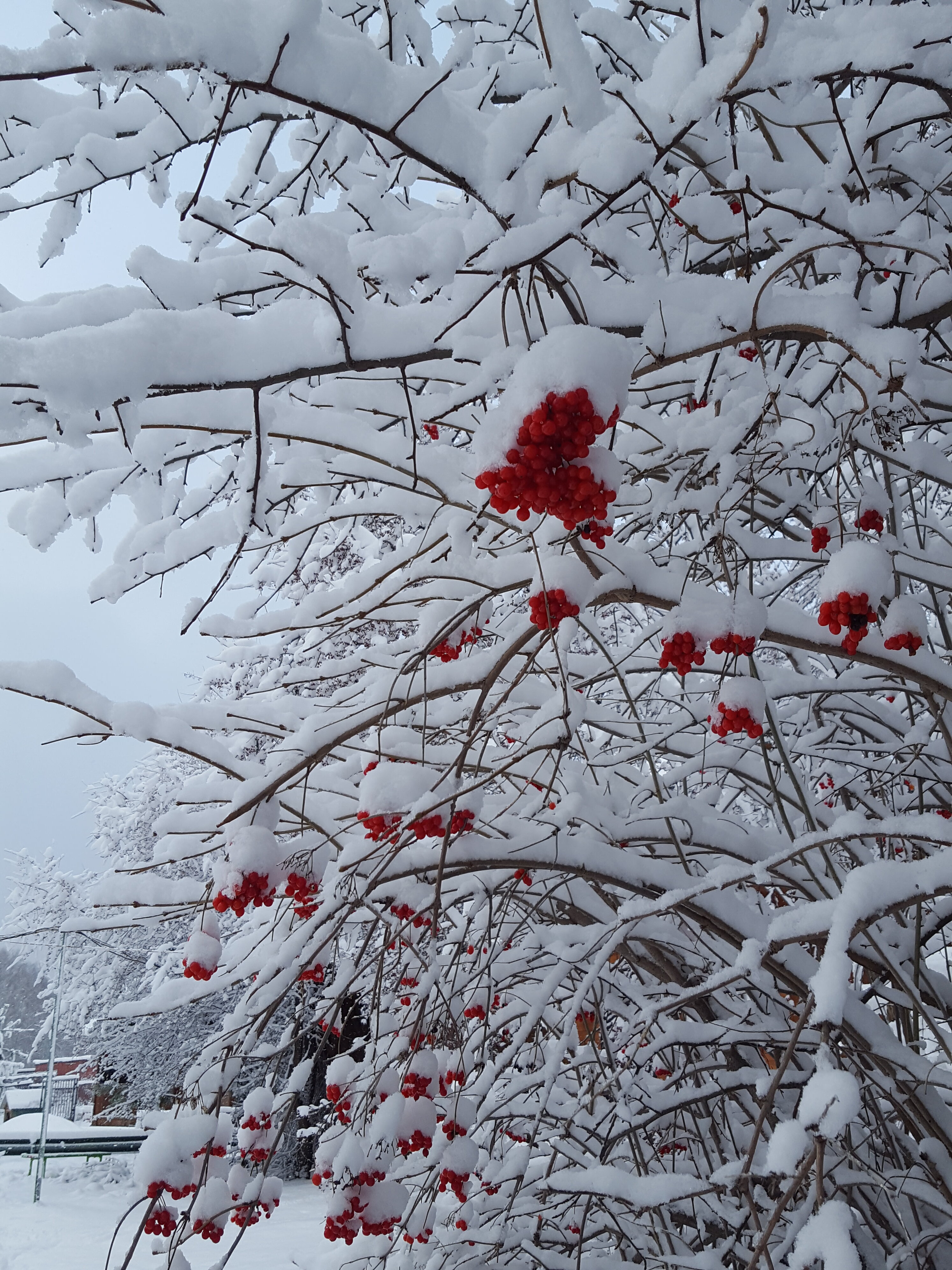 Фото Летний сад
