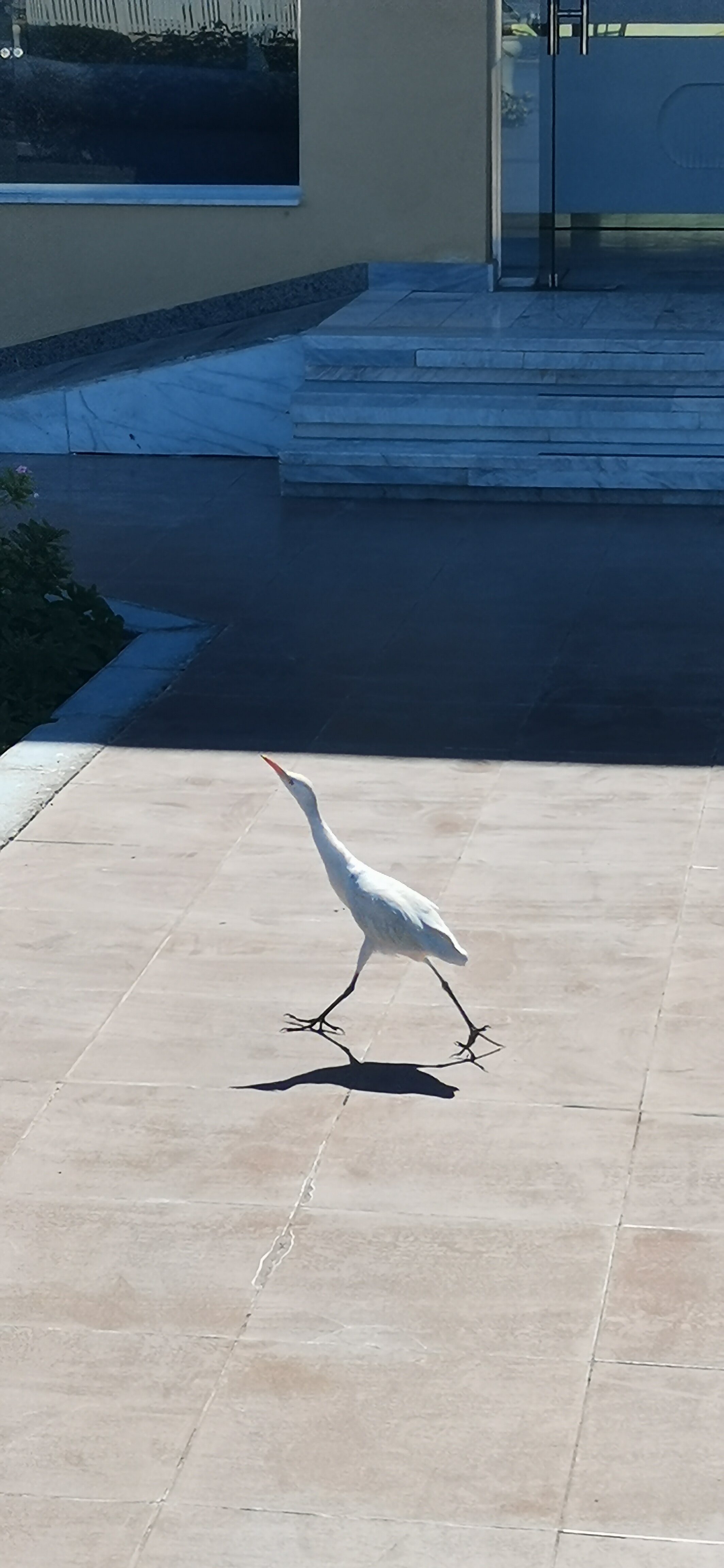 Фото Amwaj Beach Club