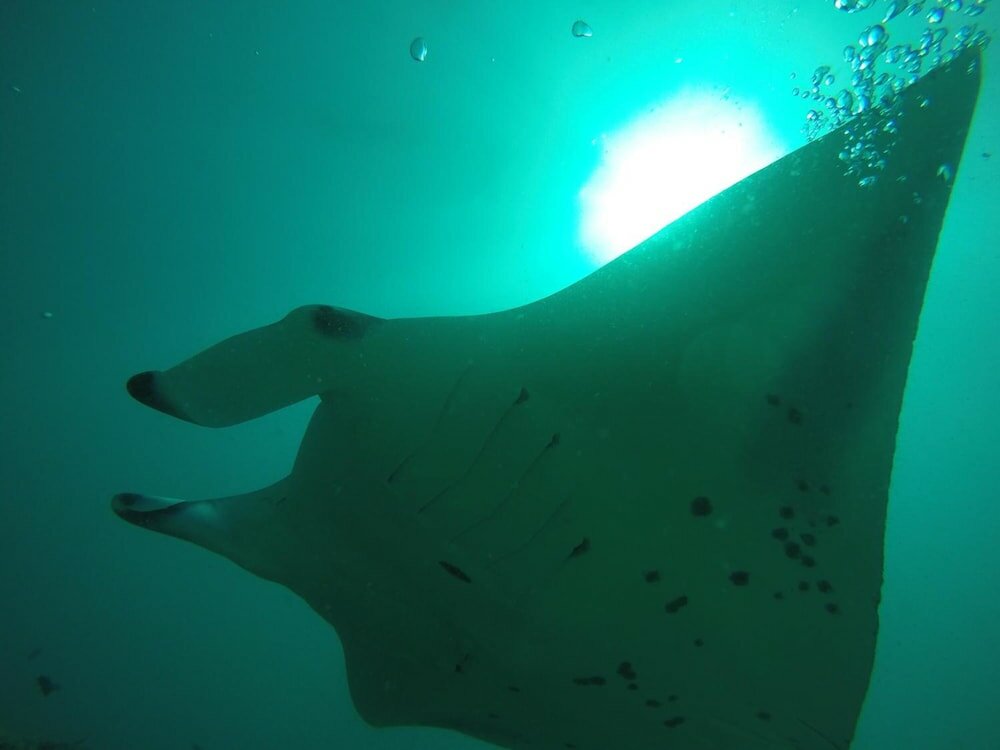 Фото Rasdhoo Coralville Hotel