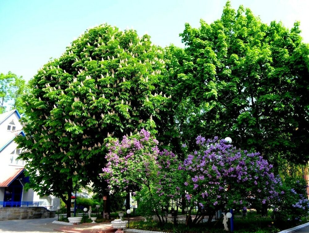 Фото Матисов домик