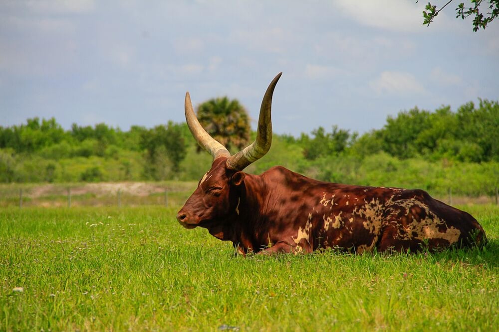 Фото Westgate River Ranch Resort & Rodeo