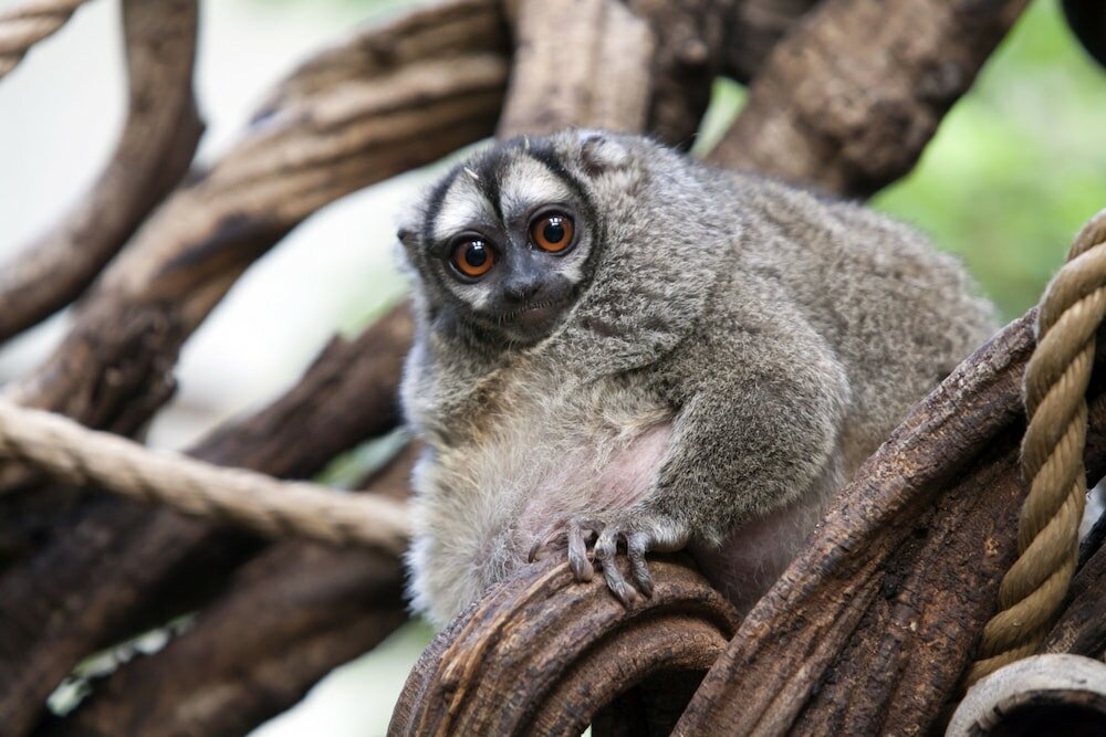 Фото Gaylord Texan Resort & Convention Center