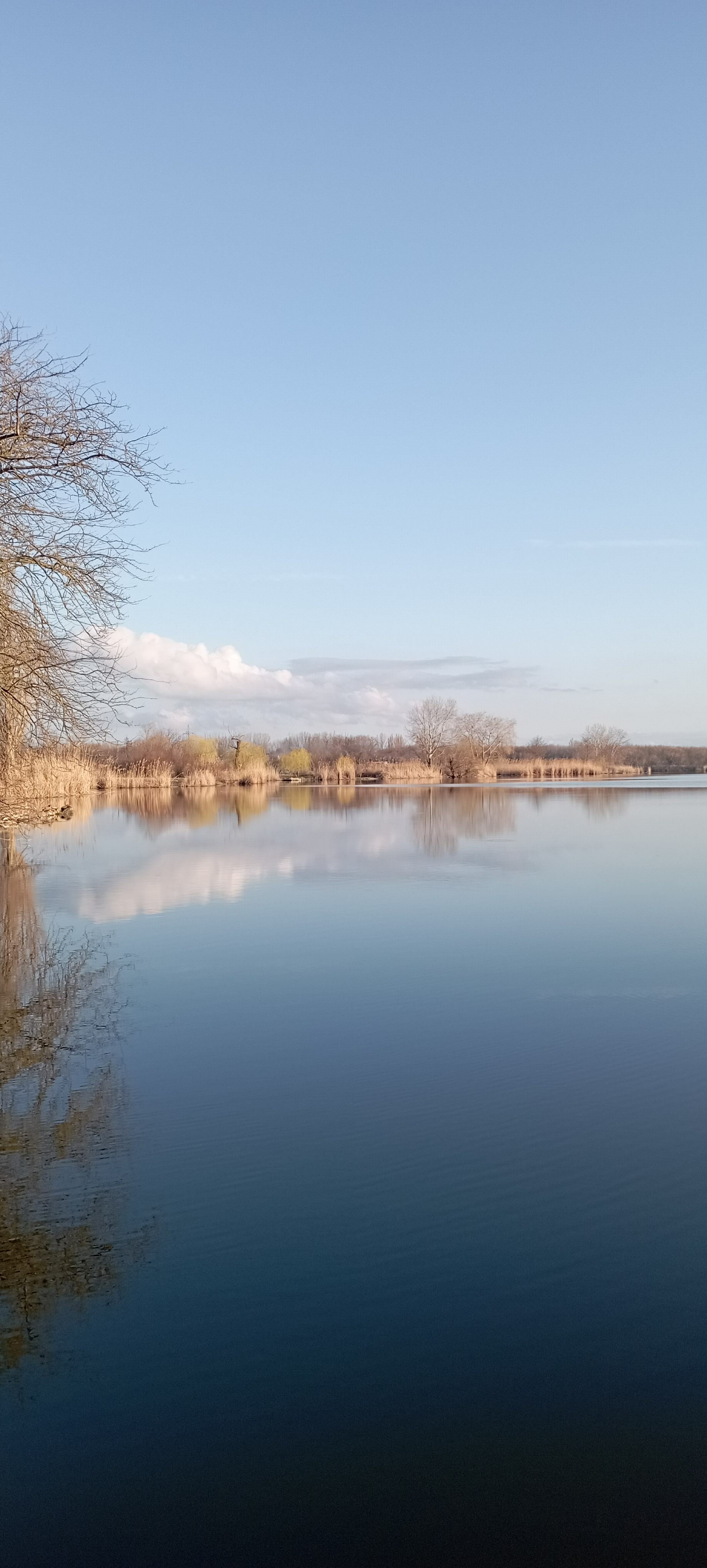 Фото Река лес
