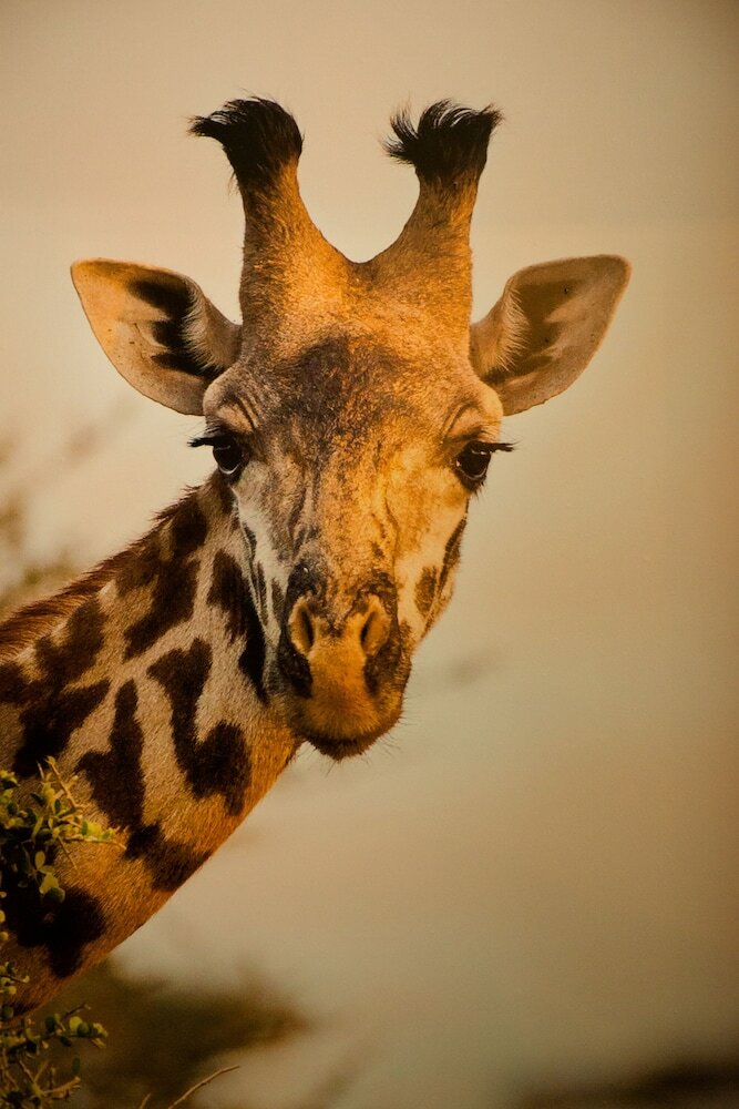 Фото Grand Hotel, Hotel Boutique Tepatitlán