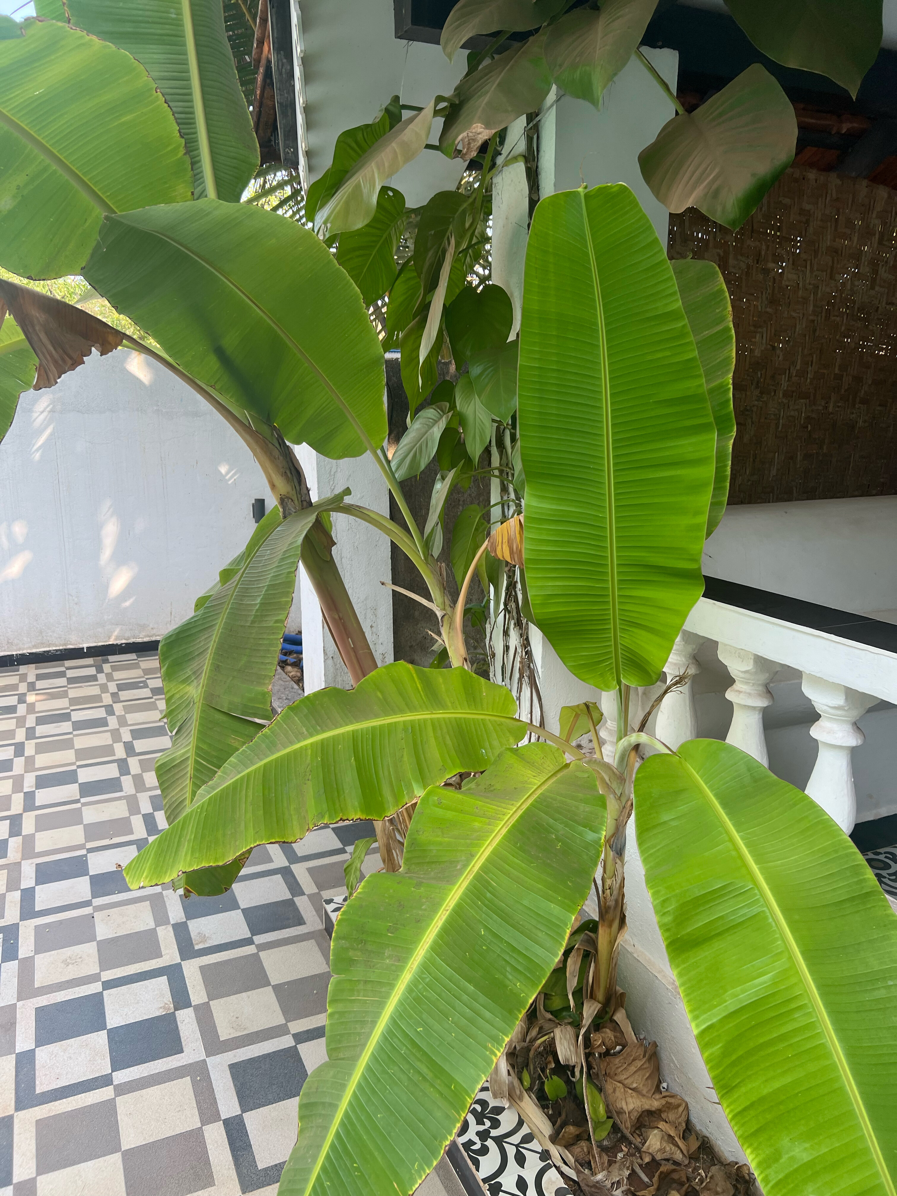 Фото Sibaya Beach Resort