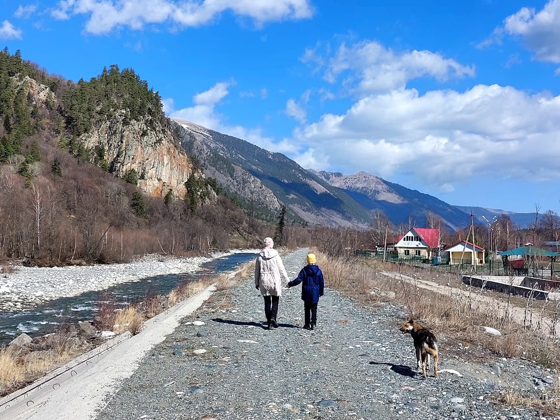 Фото Ягодный тис