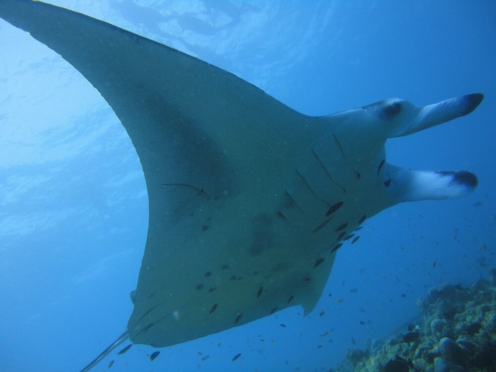 Фото Smera Grand