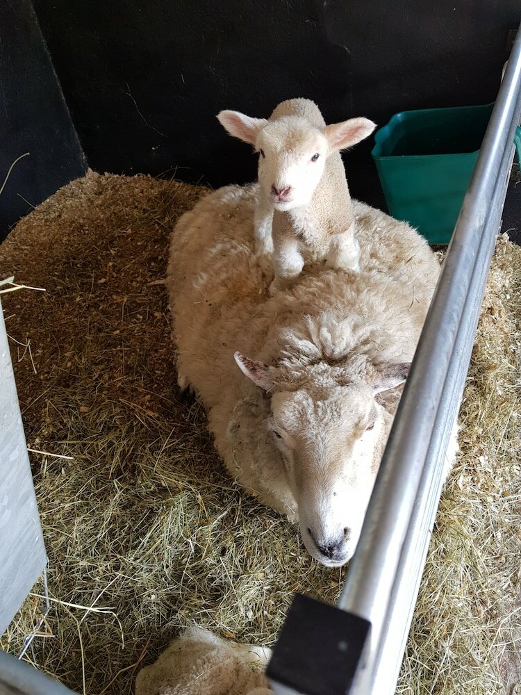 Фото Beech Lane Farmhouse