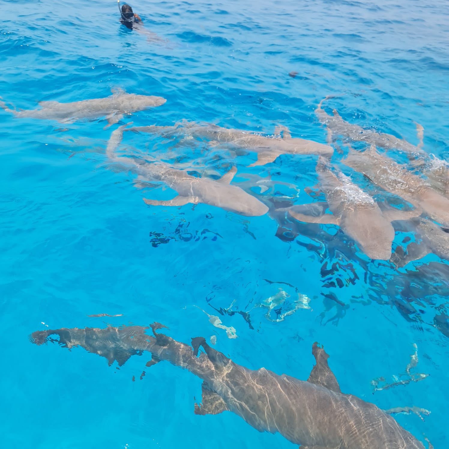 Фото Plumeria Maldives
