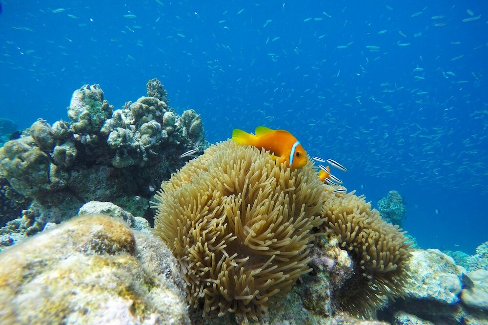 Фото Kaafu Inn Guraidhoo