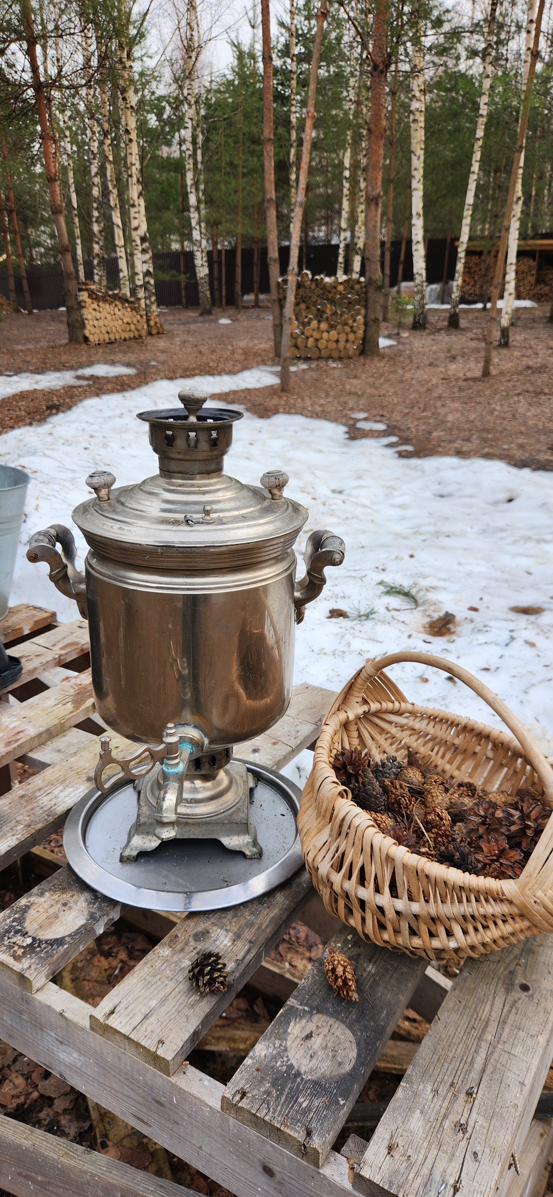 Фото Ёлки зелёные