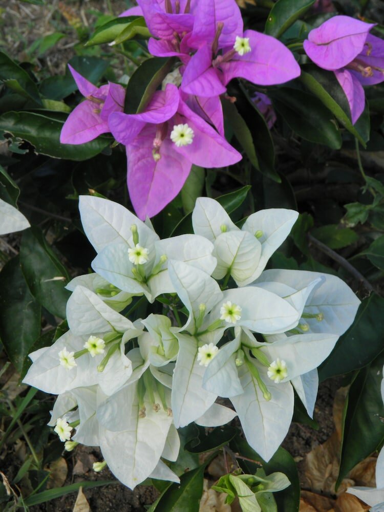 Фото Bellevue Suites - Adults Only