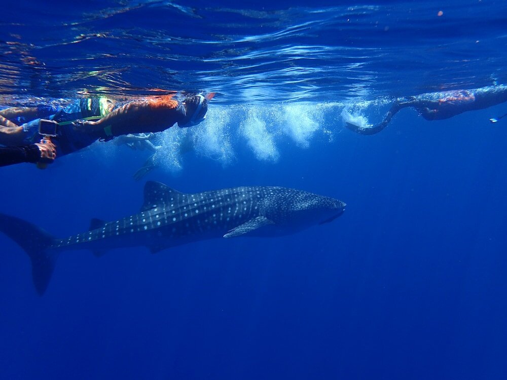 Фото SeaLaVie Inn