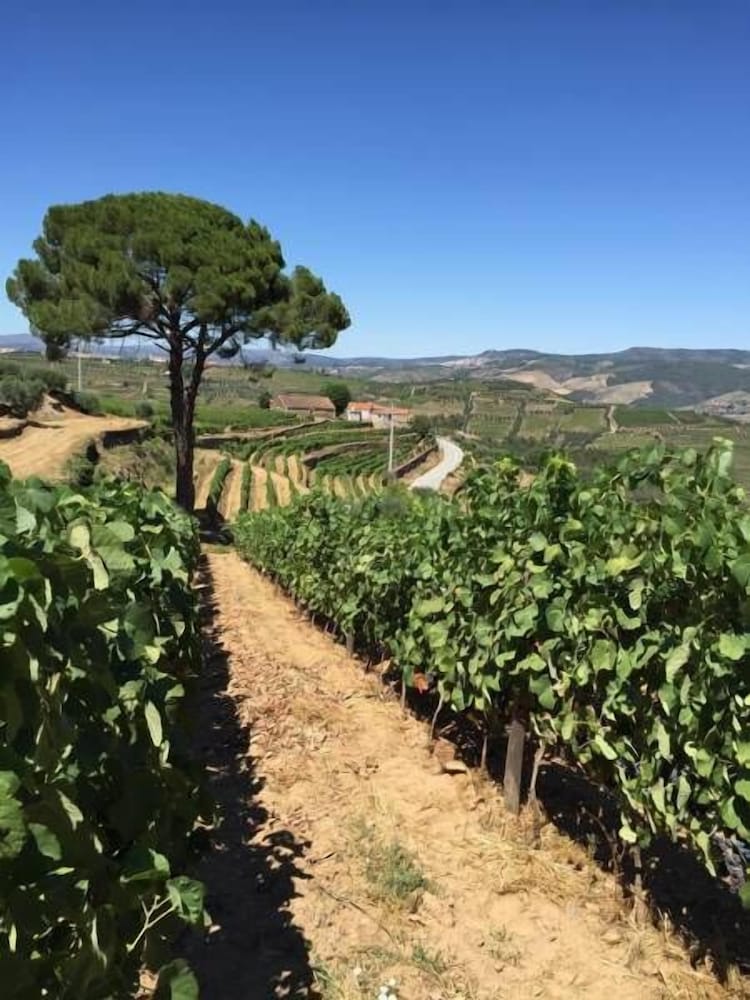 Фото Quinta dos Espinheiros