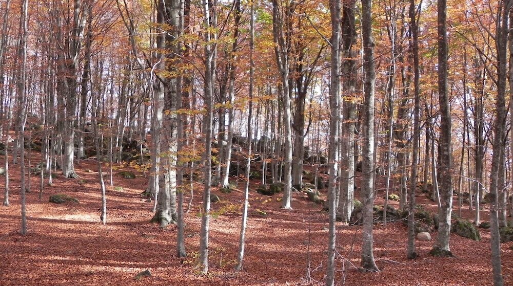 Фото Albergo Le Macinaie