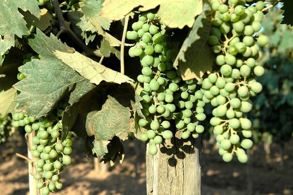 Фото Tenuta Uccellina