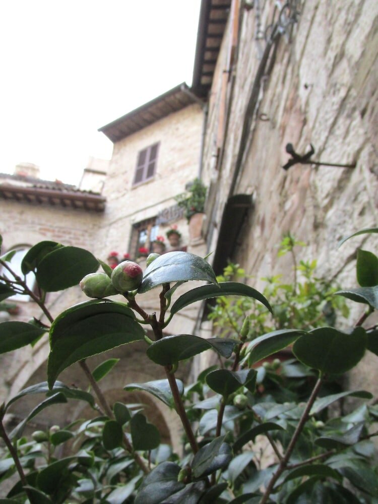 Фото Hotel Pallotta Assisi