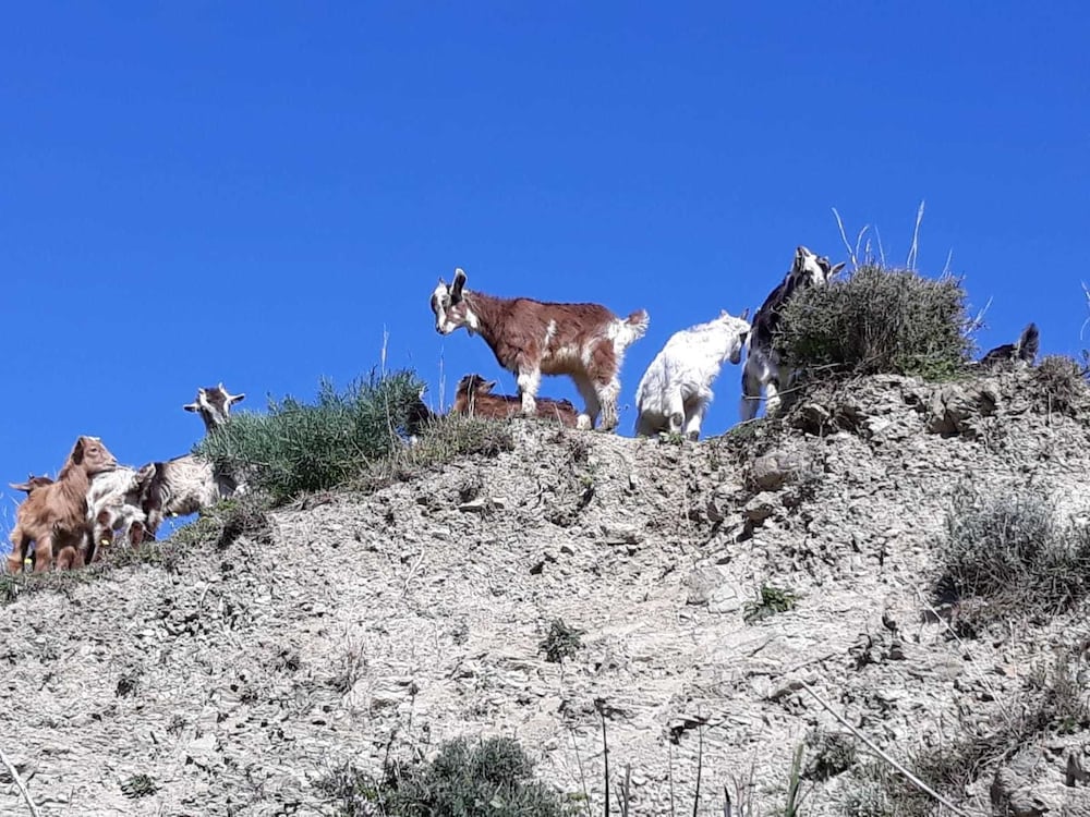 Фото B&b Nereidi