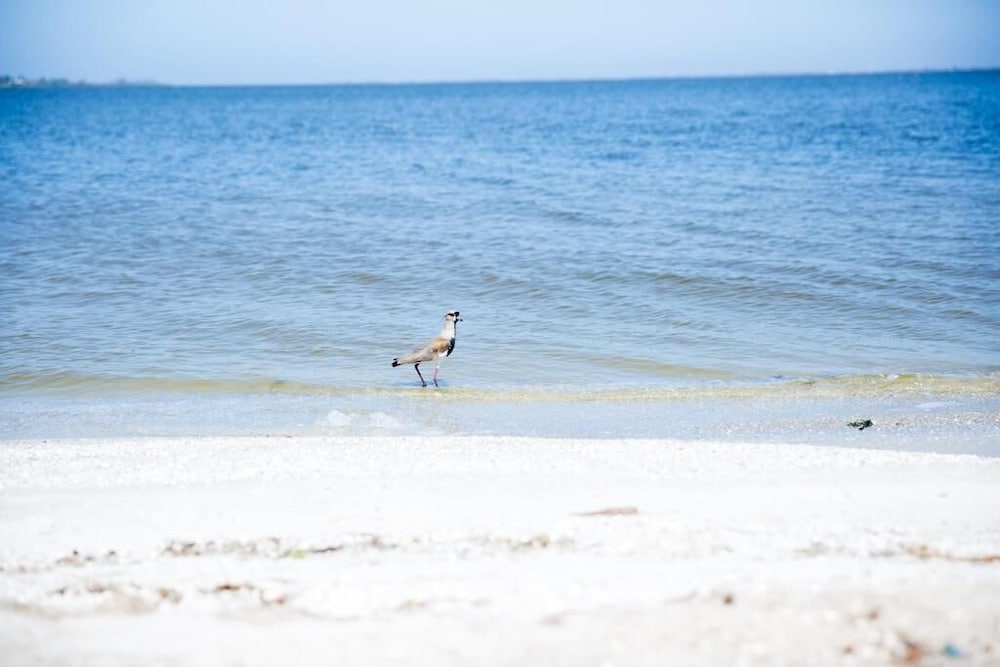 Фото Pousada Algodão da Praia