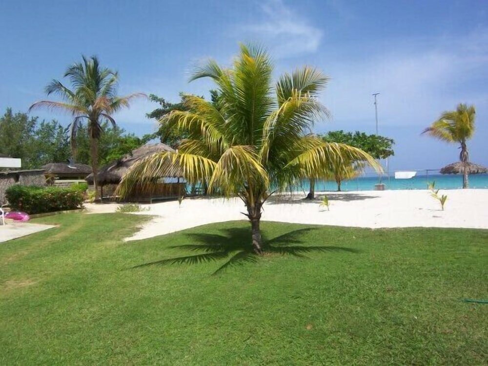 Фото The Yellow Bird