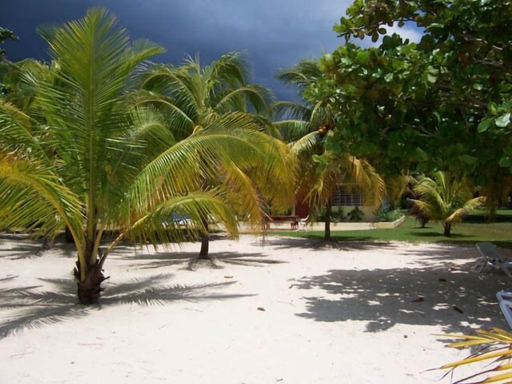 Фото The Yellow Bird