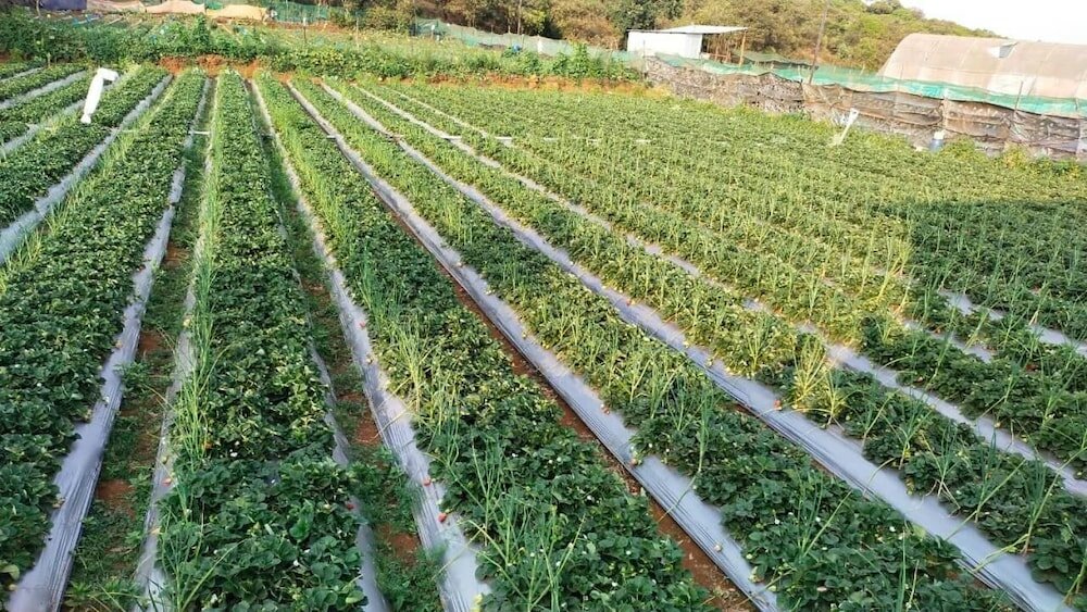 Фото Royal Resort