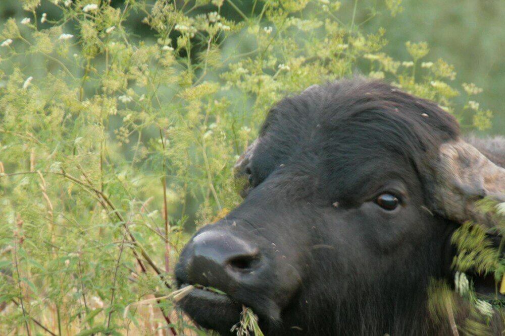 Фото Biohotel Stiftsgut Wilhelmsglücksbrunn