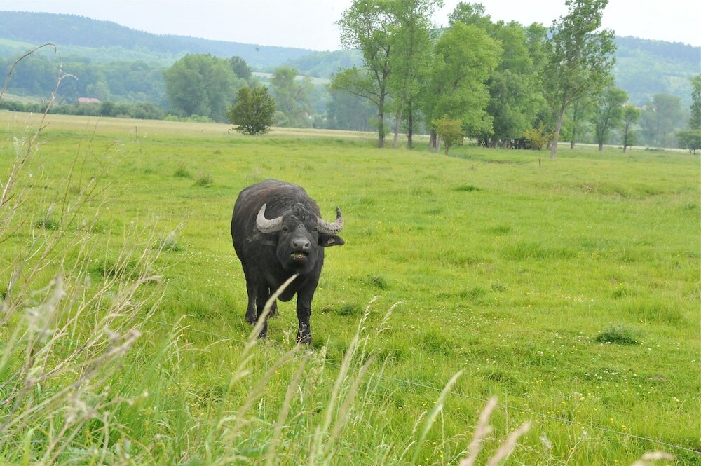 Фото Biohotel Stiftsgut Wilhelmsglücksbrunn