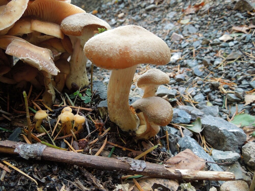 Фото Blockhaus Bodefall