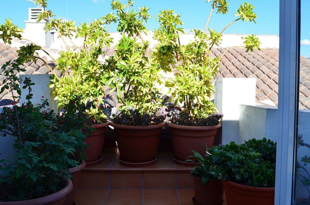 Фото Apartamentos San Pablo