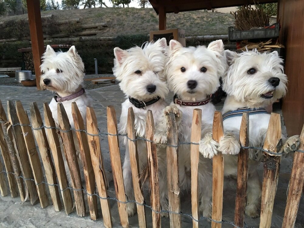 Фото B&b Le Piote