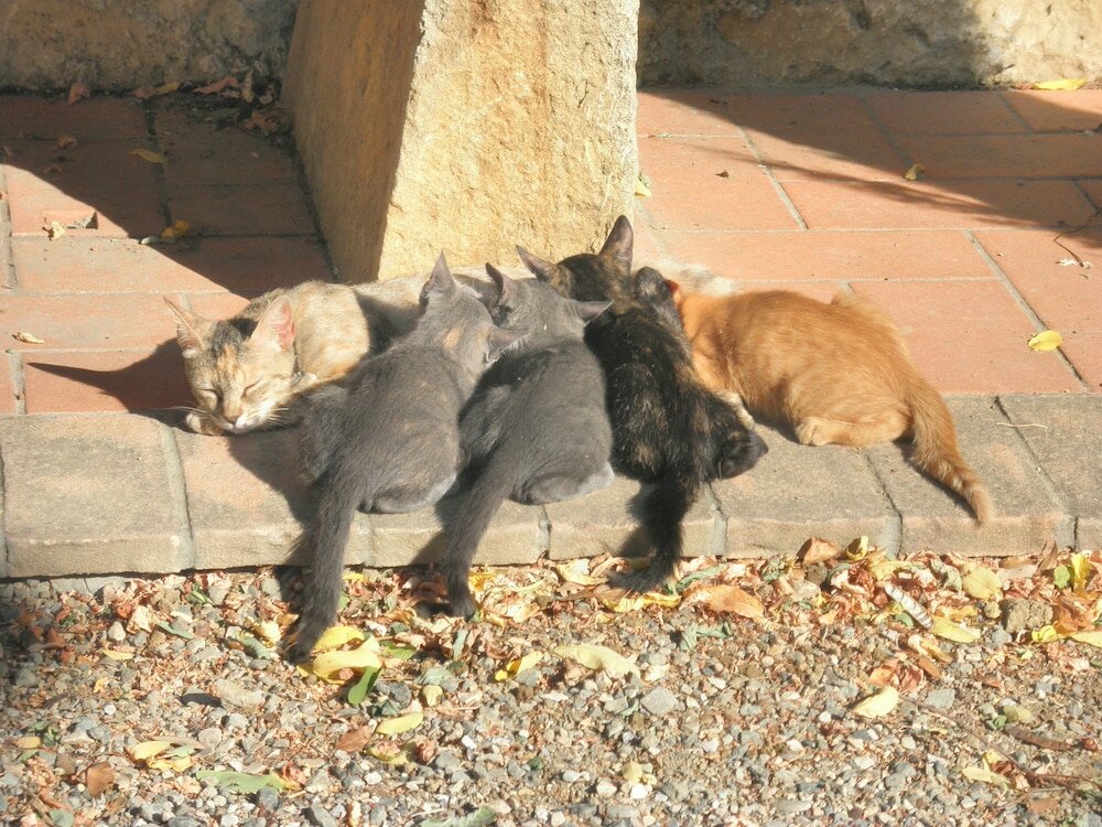Фото Agriturismo Fattoria La Prugnola