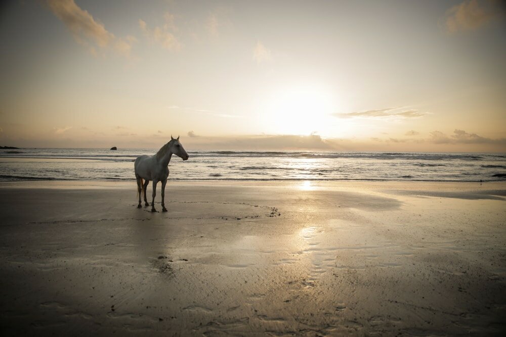 Фото Simrose resort