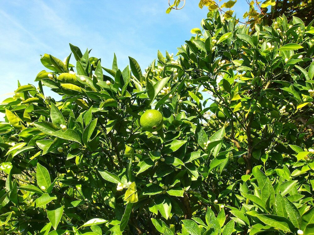 Фото Apartment 154