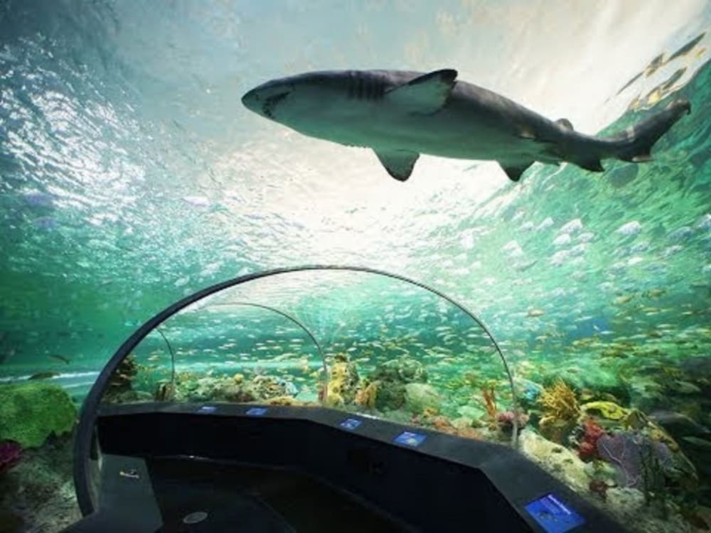 Фото Magnolia North