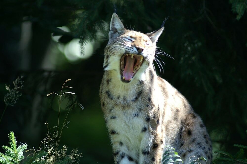 Фото Hotel Gasthaus Zum Kellermann